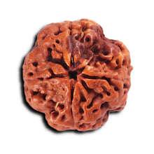 Load image into Gallery viewer, 4 Mukhi Rudraksha from Nepal - Bead No. 373
