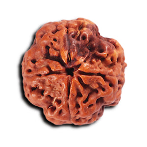 4 Mukhi Rudraksha from Nepal - Bead No. 373