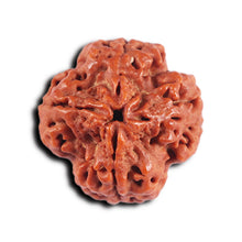 Load image into Gallery viewer, 4 Mukhi Rudraksha from Nepal - Bead No. 374
