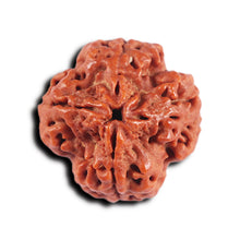 Load image into Gallery viewer, 4 Mukhi Rudraksha from Nepal - Bead No. 375
