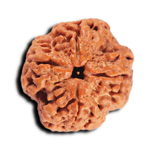 Load image into Gallery viewer, 4 Mukhi Rudraksha from Nepal - Bead No. 377
