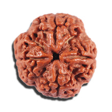 Load image into Gallery viewer, 4 Mukhi Rudraksha from Nepal - Bead No. 378
