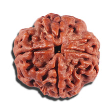 Load image into Gallery viewer, 4 Mukhi Rudraksha from Nepal - Bead No. 379
