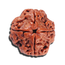 Load image into Gallery viewer, 4 Mukhi Rudraksha from Nepal - Bead No. 380
