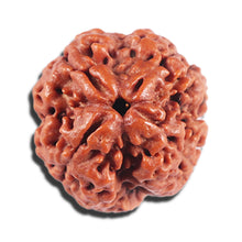 Load image into Gallery viewer, 4 Mukhi Rudraksha from Nepal - Bead No. 383
