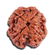 Load image into Gallery viewer, 4 Mukhi Rudraksha from Nepal - Bead No. 384
