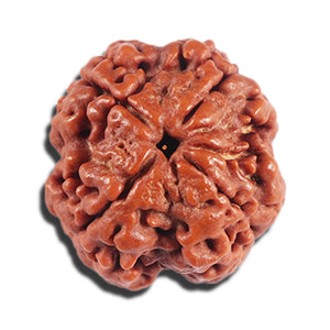 4 Mukhi Rudraksha from Nepal - Bead No. 384