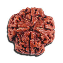 Load image into Gallery viewer, 4 Mukhi Rudraksha from Nepal - Bead No. 385
