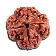 Load image into Gallery viewer, 4 Mukhi Rudraksha from Nepal - Bead No. 386
