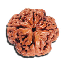 Load image into Gallery viewer, 4 Mukhi Rudraksha from Nepal - Bead No. 387
