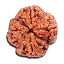 Load image into Gallery viewer, 4 Mukhi Rudraksha from Nepal - Bead No. 389
