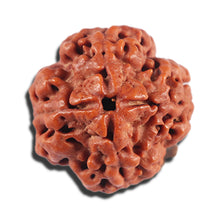 Load image into Gallery viewer, 4 Mukhi Rudraksha from Nepal - Bead No. 392
