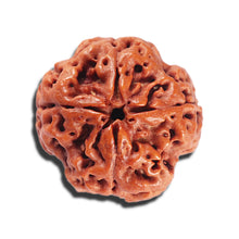 Load image into Gallery viewer, 4 Mukhi Rudraksha from Nepal - Bead No. 393
