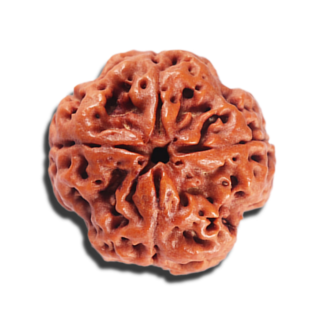 4 Mukhi Rudraksha from Nepal - Bead No. 393