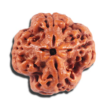 Load image into Gallery viewer, 4 Mukhi Rudraksha from Nepal - Bead No. 394
