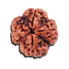 Load image into Gallery viewer, 4 Mukhi Rudraksha from Nepal - Bead No. 395
