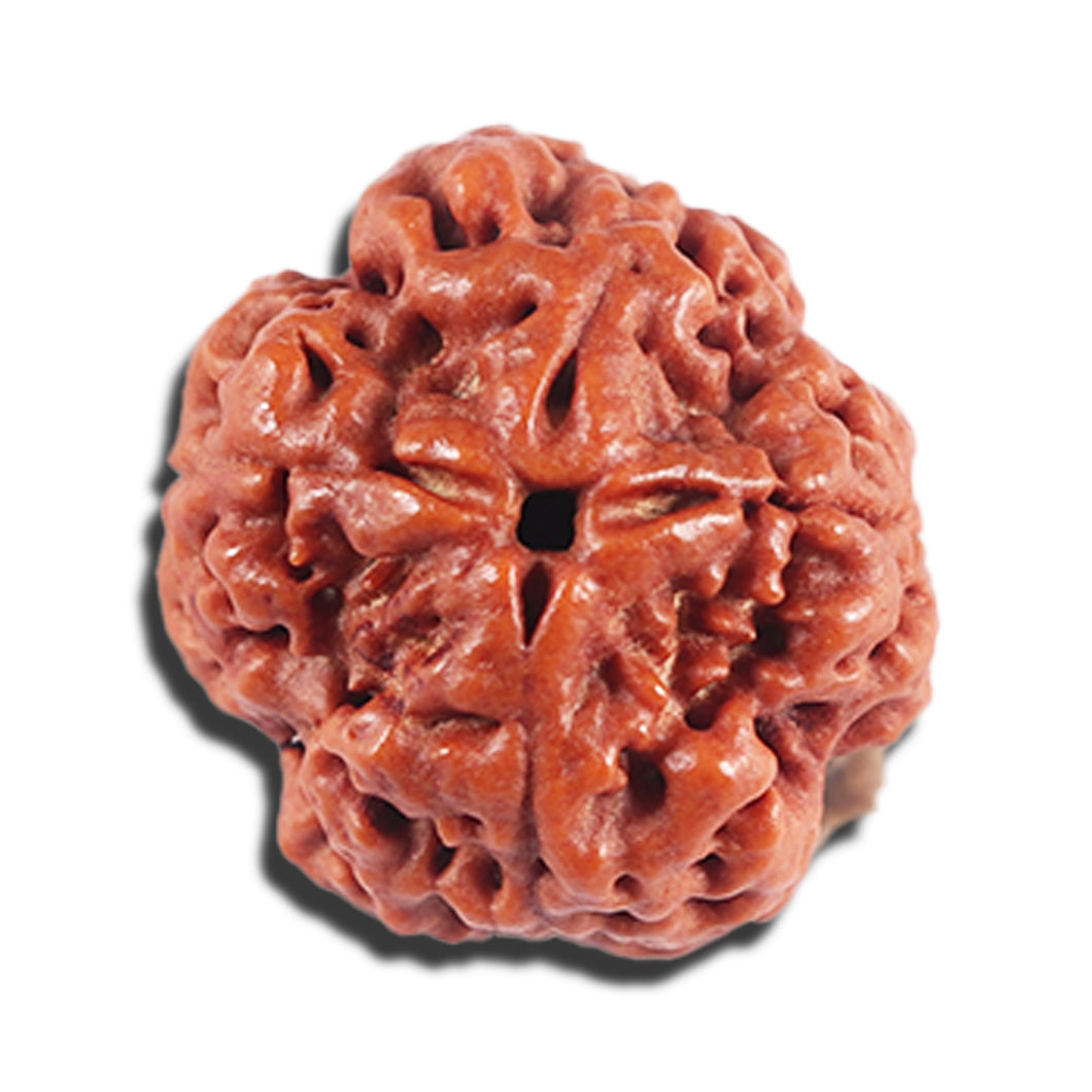 4 Mukhi Rudraksha from Nepal - Bead No. 396