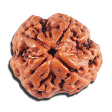 Load image into Gallery viewer, 4 Mukhi Rudraksha from Nepal - Bead No. 397
