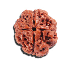 Load image into Gallery viewer, 4 Mukhi Rudraksha from Nepal - Bead No. 398
