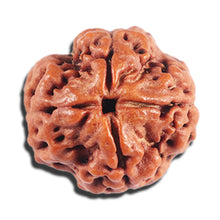 Load image into Gallery viewer, 4 Mukhi Rudraksha from Nepal - Bead No. 399
