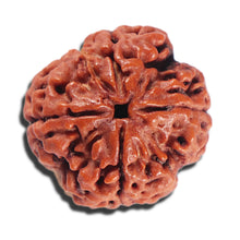 Load image into Gallery viewer, 4 Mukhi Rudraksha from Nepal - Bead No. 400
