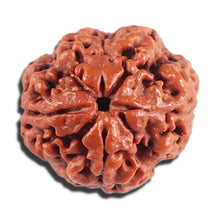 Load image into Gallery viewer, 4 Mukhi Rudraksha from Nepal - Bead No. 401
