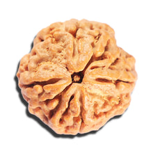 Load image into Gallery viewer, 4 Mukhi Rudraksha from Nepal - Bead No. 403
