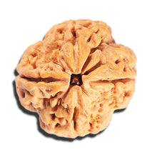 Load image into Gallery viewer, 4 Mukhi Rudraksha from Nepal - Bead No. 404
