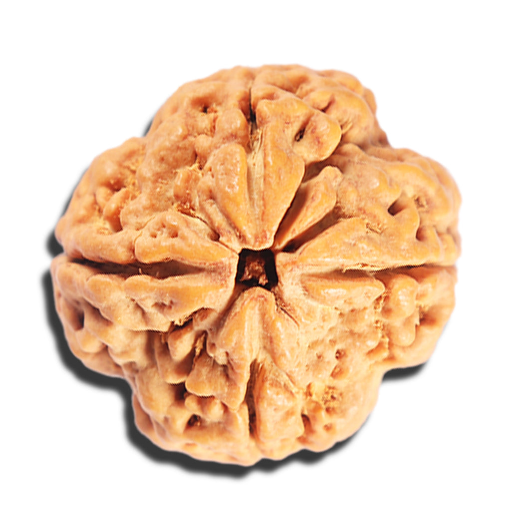 4 Mukhi Rudraksha from Nepal - Bead No. 404