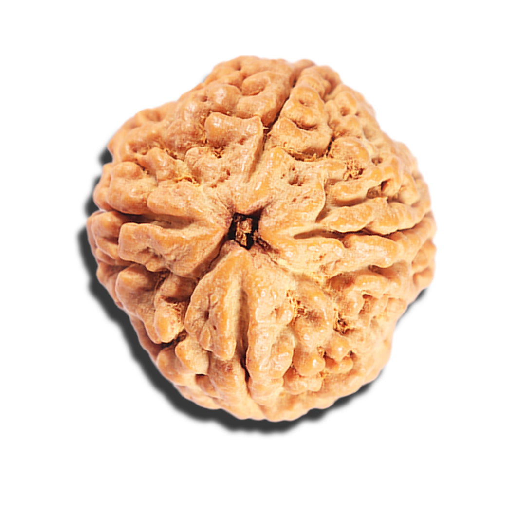 4 Mukhi Rudraksha from Nepal - Bead No. 405