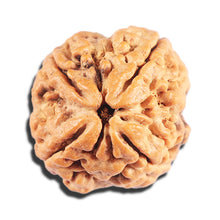 Load image into Gallery viewer, 4 Mukhi Rudraksha from Nepal - Bead No. 406
