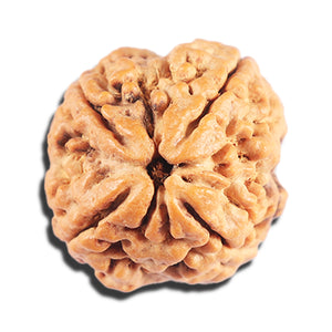 4 Mukhi Rudraksha from Nepal - Bead No. 406