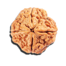 Load image into Gallery viewer, 4 Mukhi Rudraksha from Nepal - Bead No. 408
