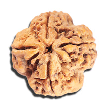 Load image into Gallery viewer, 4 Mukhi Rudraksha from Nepal - Bead No. 409
