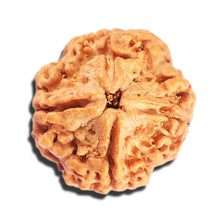 Load image into Gallery viewer, 4 Mukhi Rudraksha from Nepal - Bead No. 412
