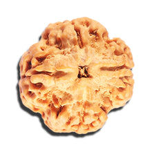 Load image into Gallery viewer, 4 Mukhi Rudraksha from Nepal - Bead No. 413
