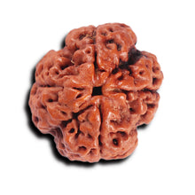 Load image into Gallery viewer, 4 Mukhi Rudraksha from Nepal - Bead No. 368
