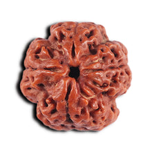 Load image into Gallery viewer, 4 Mukhi Rudraksha from Nepal - Bead No. 369
