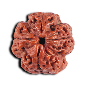 4 Mukhi Rudraksha from Nepal - Bead No. 369