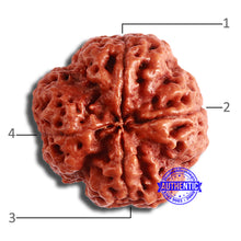 Load image into Gallery viewer, 4 Mukhi Rudraksha from Nepal - Bead No. 341
