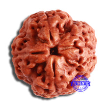 Load image into Gallery viewer, 4 Mukhi Rudraksha from Nepal - Bead No. 341
