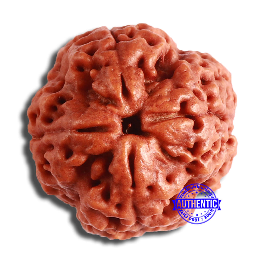 4 Mukhi Rudraksha from Nepal - Bead No. 341