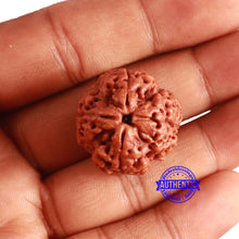 Load image into Gallery viewer, 4 Mukhi Rudraksha from Nepal - Bead No. 341
