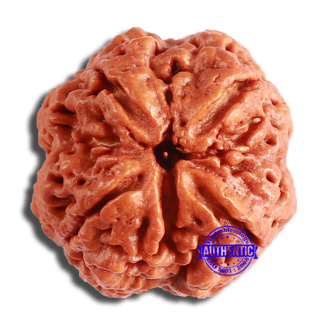 4 Mukhi Rudraksha from Nepal - Bead No. 325