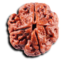 Load image into Gallery viewer, 4 Mukhi Rudraksha from Nepal - Bead No. 417
