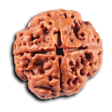 Load image into Gallery viewer, 4 Mukhi Rudraksha from Nepal - Bead No. 419
