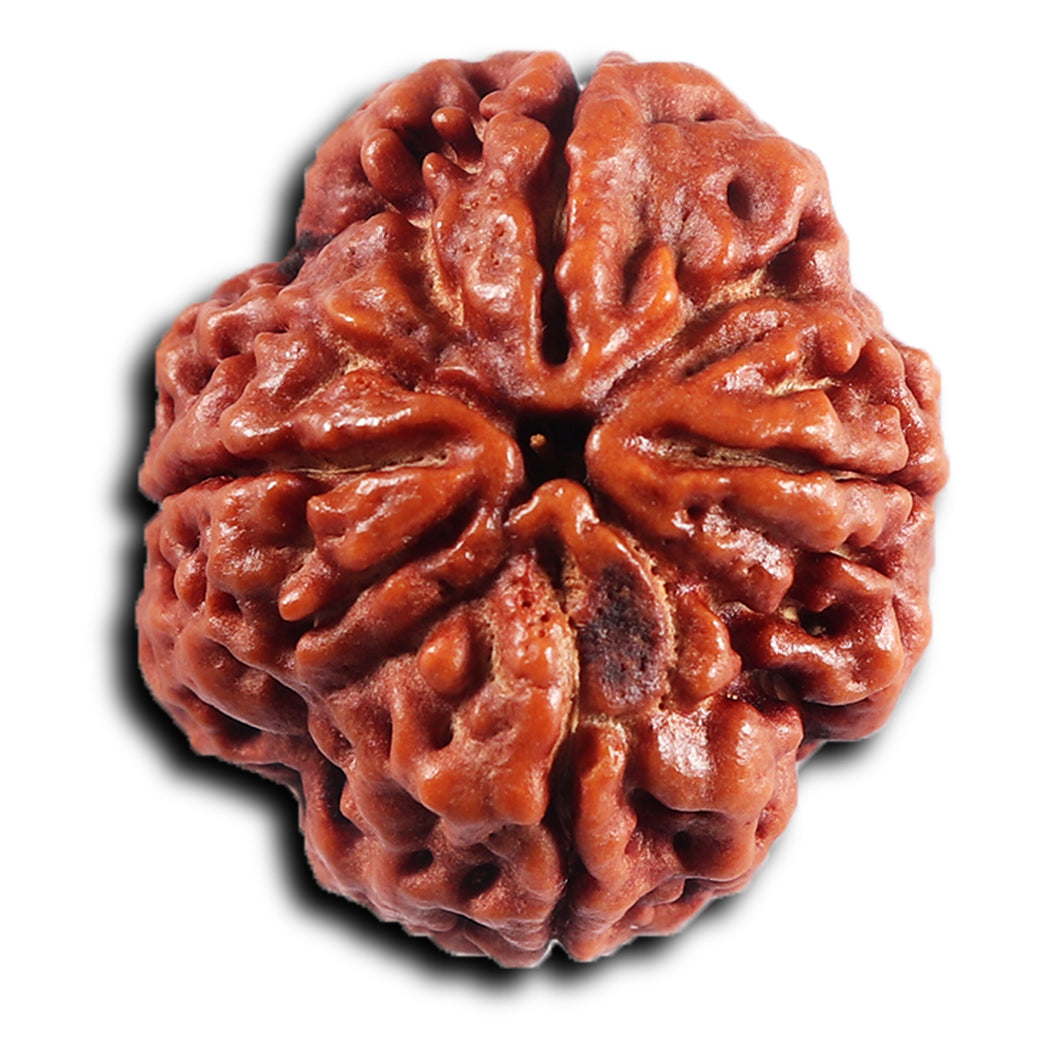 4 Mukhi Rudraksha from Nepal - Bead No.423