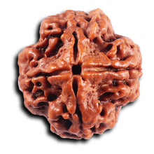 Load image into Gallery viewer, 4 Mukhi Rudraksha from Nepal - Bead No. 424
