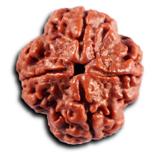 Load image into Gallery viewer, 4 Mukhi Rudraksha from Nepal - Bead No. 425
