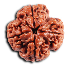 Load image into Gallery viewer, 4 Mukhi Rudraksha from Nepal - Bead No. 426
